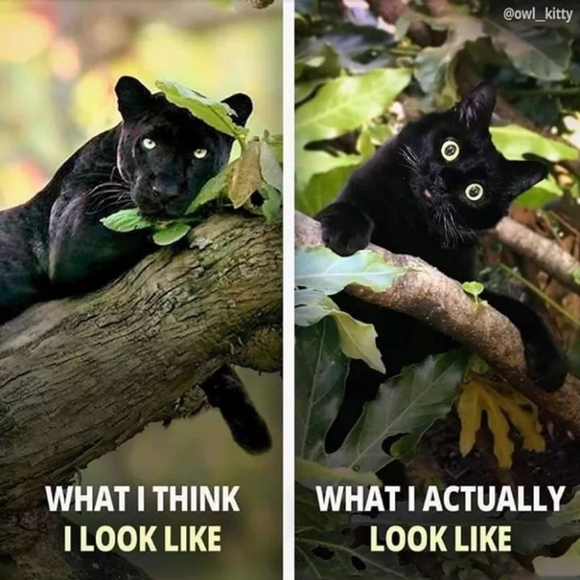 Meet me post. ♻️🖤🔮🐈‍⬛📖🐾🕯🌿🕉 - Picture 4 of 11